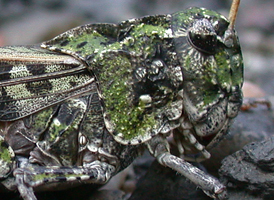 Orange-winged Grasshopper